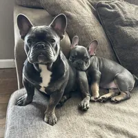 Zenna, a female French Bulldog for sale in Commerce City, CO – Photo 1 of 8