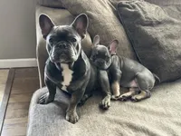 Zenna, a female French Bulldog for sale in Commerce City, CO – Photo 1 of 8