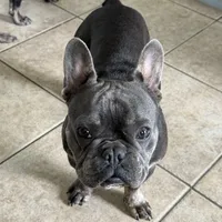 Zenna, a female French Bulldog for sale in Commerce City, CO – Photo 4 of 8