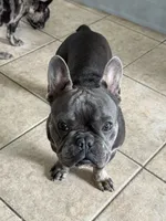 Zenna, a female French Bulldog for sale in Commerce City, CO – Photo 4 of 8