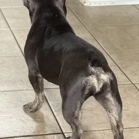 Zenna, a female French Bulldog for sale in Commerce City, CO – Photo 7 of 8