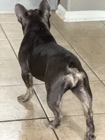 Zenna, a female French Bulldog for sale in Commerce City, CO – Photo 7 of 8