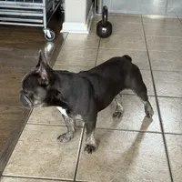 Zenna, a female French Bulldog for sale in Commerce City, CO – Photo 2 of 8