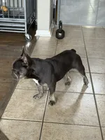 Zenna, a female French Bulldog for sale in Commerce City, CO – Photo 2 of 8