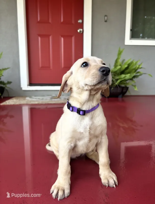 No name – Labrador Retriever puppy for sale in Biggs, CA