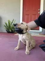 No name, a male Labrador Retriever for sale in Biggs, CA – 10 of 10