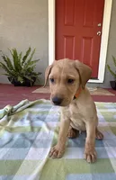 No name, a male Labrador Retriever for sale in Biggs, CA – 8 of 10