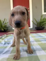 No name, a male Labrador Retriever for sale in Biggs, CA – 9 of 10