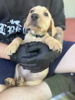 No name, a male Labrador Retriever for sale in Biggs, CA – 4 of 10