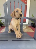 No name, a male Labrador Retriever for sale in Biggs, CA – 7 of 10