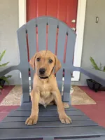 No name, a male Labrador Retriever for sale in Biggs, CA – 5 of 10