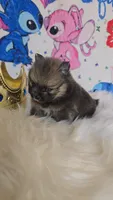 Bashful , a male Pomeranian for sale in Fresno, CA – 7 of 10