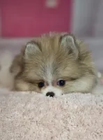 Roxanne , a female Pomeranian for sale in Fresno, CA – 7 of 10
