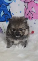 Beastie, a female Pomeranian for sale in Fresno, CA – 7 of 9