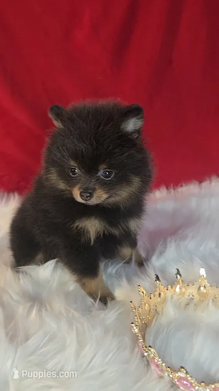 Beauty  – Pomeranian puppy for sale in Fresno, CA