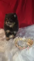 Beauty , a female Pomeranian for sale in Fresno, CA – 3 of 10