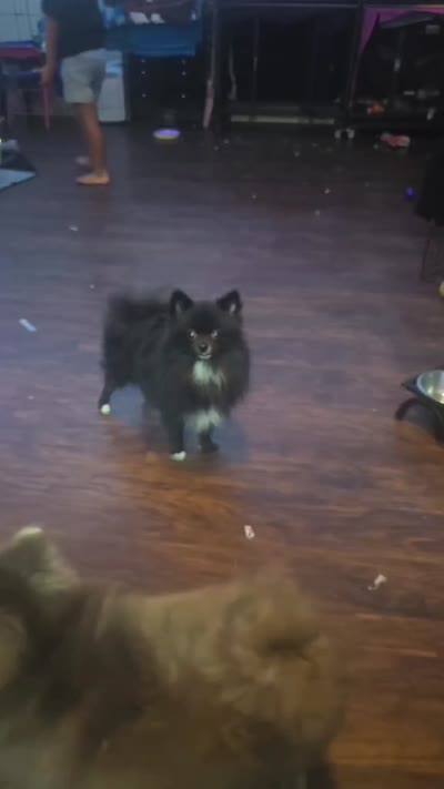 Nanito , a male Pomeranian for sale in Fresno, CA – 6 of 6