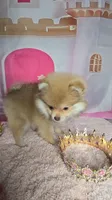Honey , a female Pomeranian for sale in Fresno, CA – 5 of 9