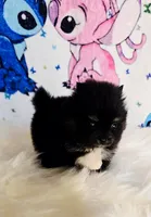 Tia, a female Pomeranian for sale in Fresno, CA – 3 of 5