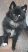 Nanito , a male Pomeranian for sale in Fresno, CA – 3 of 6