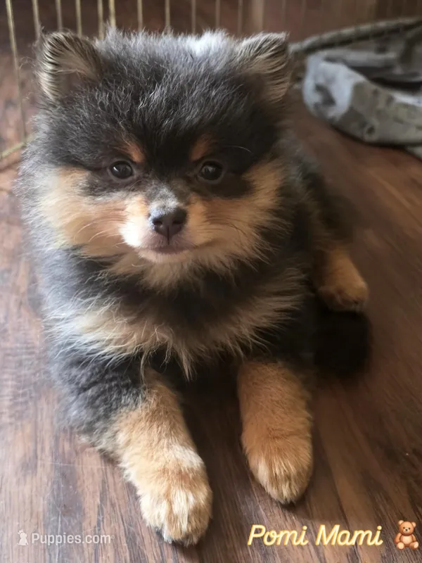 Nova – Pomeranian puppy for sale in Fresno, CA