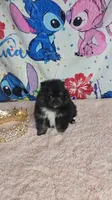 Tamera, a female Pomeranian for sale in Fresno, CA – 5 of 7