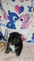 Tamera, a female Pomeranian for sale in Fresno, CA – 7 of 7