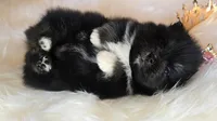 Tia, a female Pomeranian for sale in Fresno, CA – 2 of 5