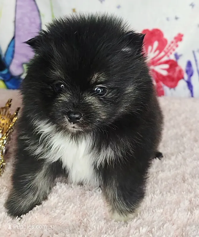 Tamera – Pomeranian puppy for sale in Fresno, CA