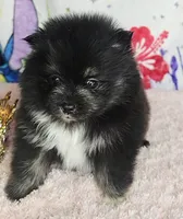 Tamera, a female Pomeranian for sale in Fresno, CA – 1 of 7