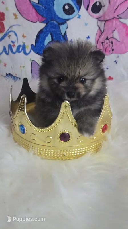 Beastie – Pomeranian puppy for sale in Fresno, CA