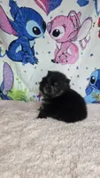 Tamera, a female Pomeranian for sale in Fresno, CA – 6 of 7