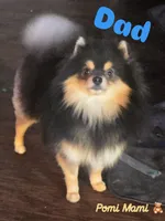 Nova, a female Pomeranian for sale in Fresno, CA – 5 of 6