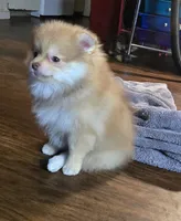 Honey , a female Pomeranian for sale in Fresno, CA – 9 of 9