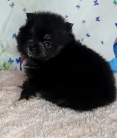 Tamera, a female Pomeranian for sale in Fresno, CA – 4 of 7