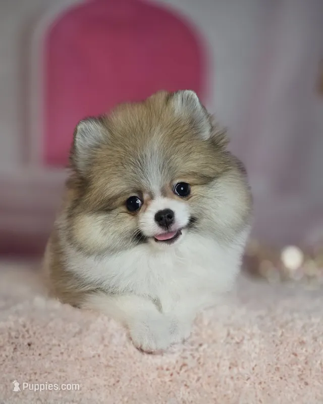 Roxanne  – Pomeranian puppy for sale in Fresno, CA