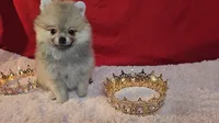 Pepper , a female Pomeranian for sale in Fresno, CA – 4 of 10