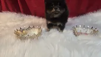 Beauty , a female Pomeranian for sale in Fresno, CA – 6 of 10
