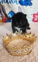 Tamera, a female Pomeranian for sale in Fresno, CA – 3 of 7
