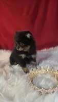 Beauty , a female Pomeranian for sale in Fresno, CA – 2 of 10