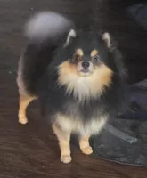 Nanito , a male Pomeranian for sale in Fresno, CA – 5 of 6