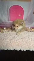 Honey , a female Pomeranian for sale in Fresno, CA – 3 of 9