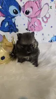 Bashful , a male Pomeranian for sale in Fresno, CA – 5 of 10