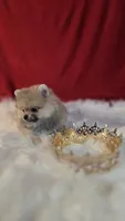 Pepper , a female Pomeranian for sale in Fresno, CA – 8 of 10