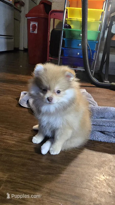Honey  – Pomeranian puppy for sale in Fresno, CA
