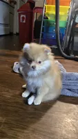 Honey , a female Pomeranian for sale in Fresno, CA – 1 of 9
