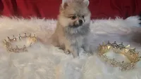 Pepper , a female Pomeranian for sale in Fresno, CA – 1 of 10