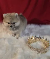 Pepper , a female Pomeranian for sale in Fresno, CA – 5 of 10