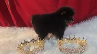 Beauty , a female Pomeranian for sale in Fresno, CA – 9 of 10