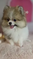 Roxanne , a female Pomeranian for sale in Fresno, CA – 10 of 10